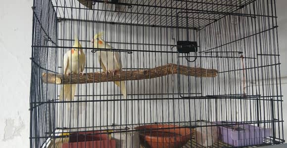 Cockateil hand tamed pair white cocktail red eye