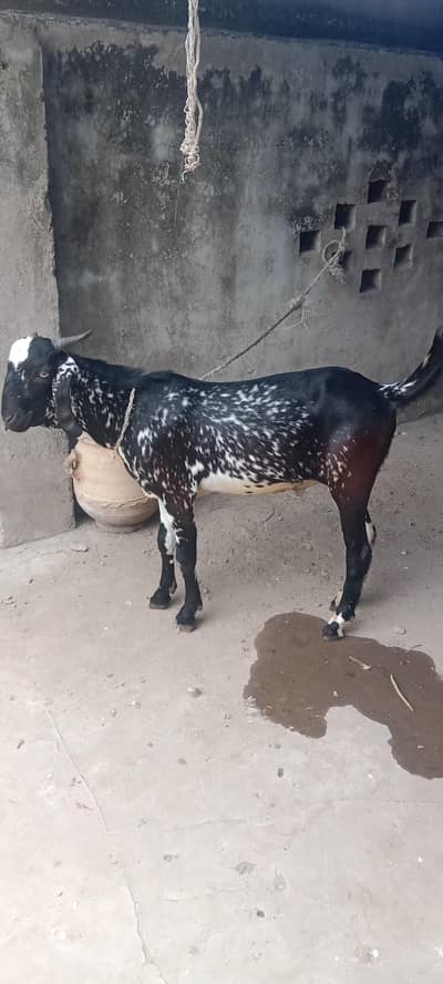 Cheena Bakra