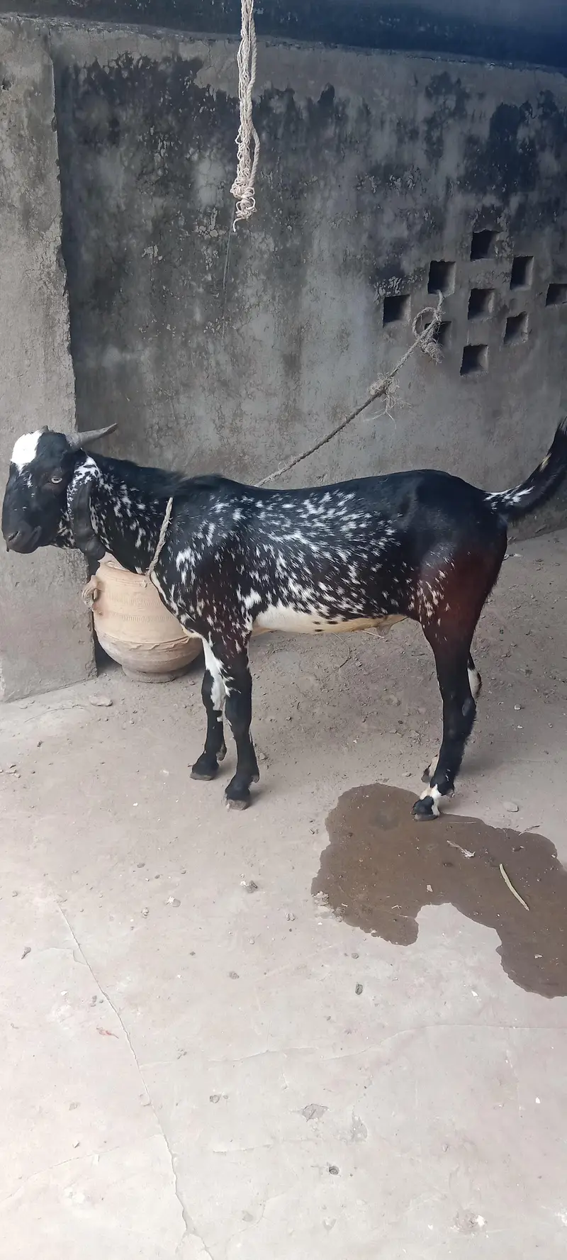 Cheena Bakra