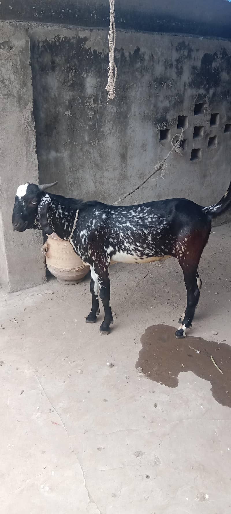 Cheena Bakra 1