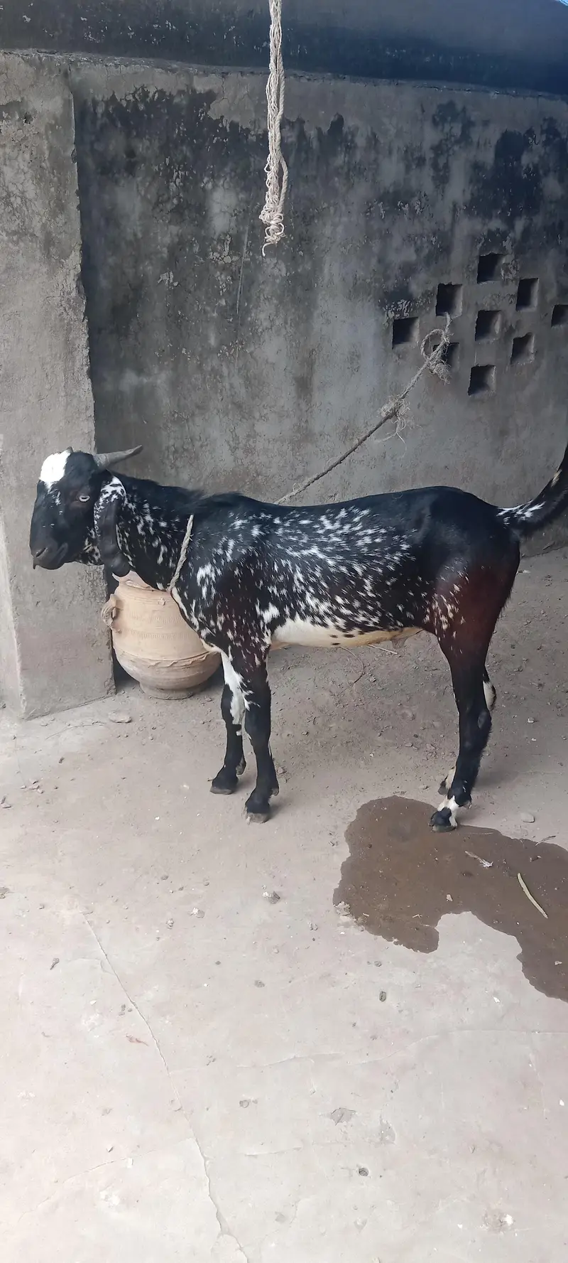 Cheena Bakra — photo 2