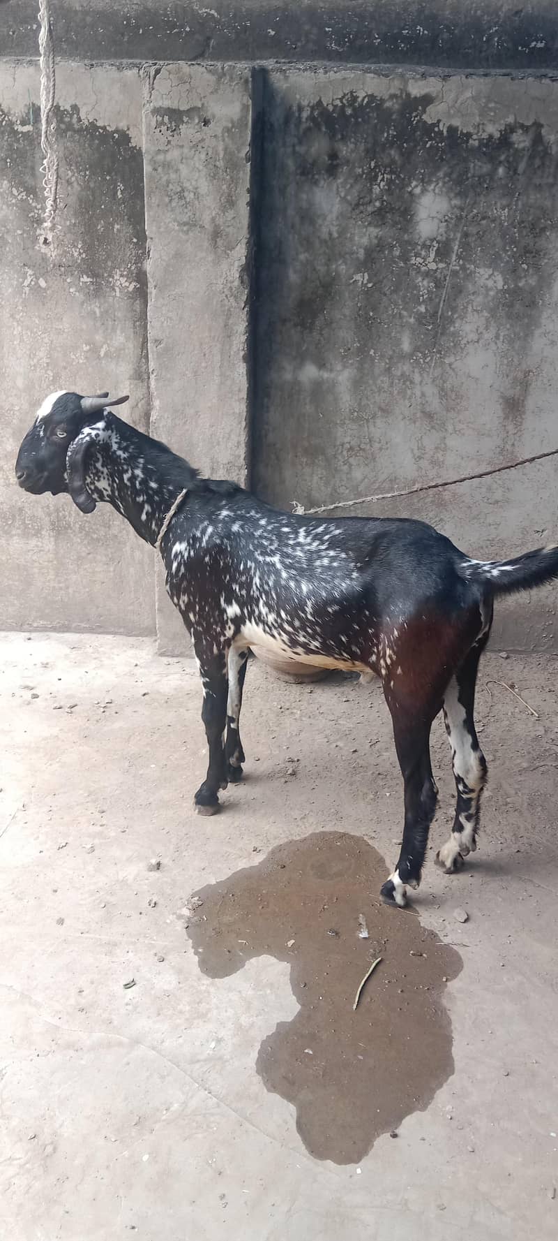 Cheena Bakra 2