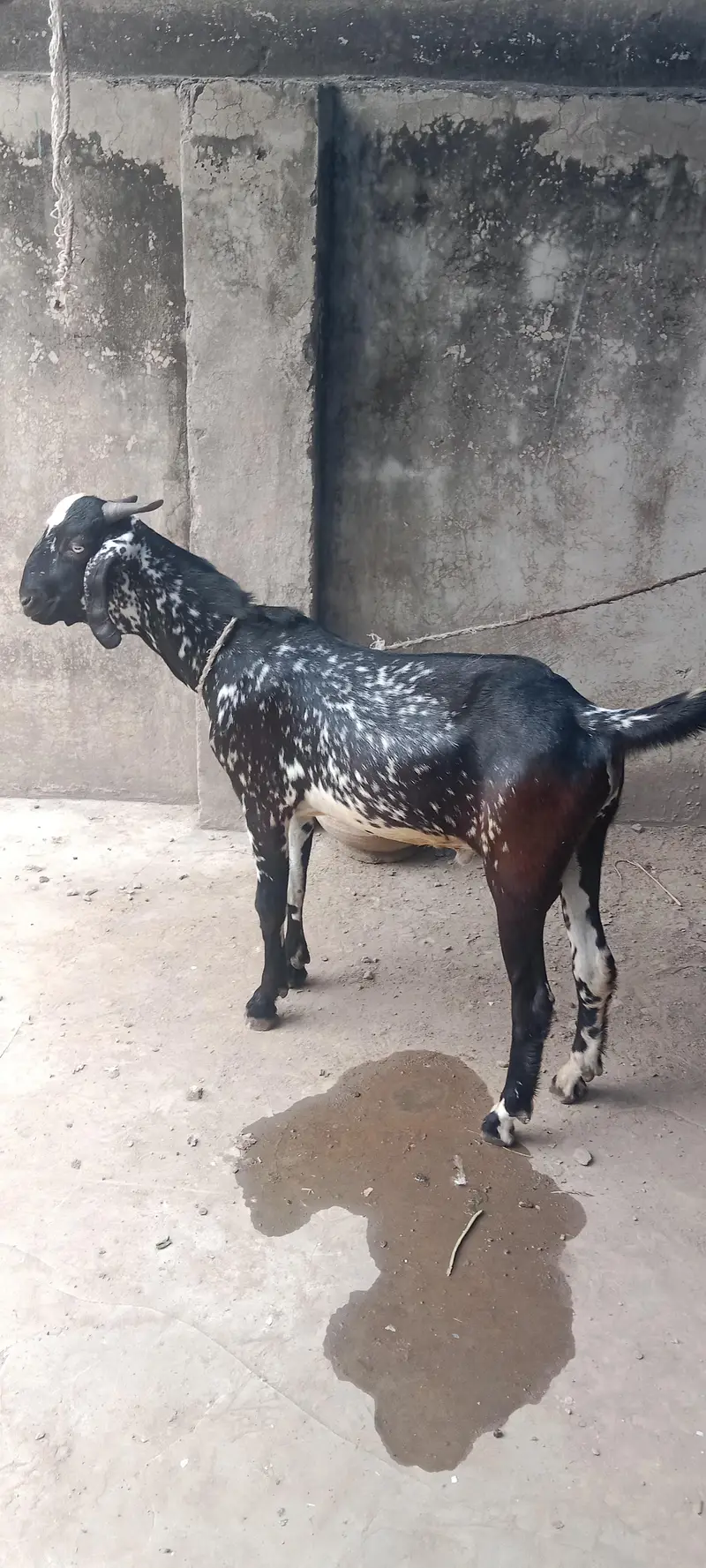 Cheena Bakra — photo 3