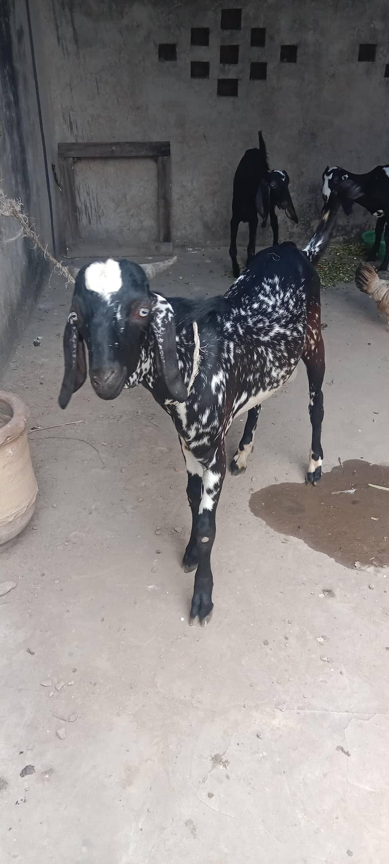 Cheena Bakra 3