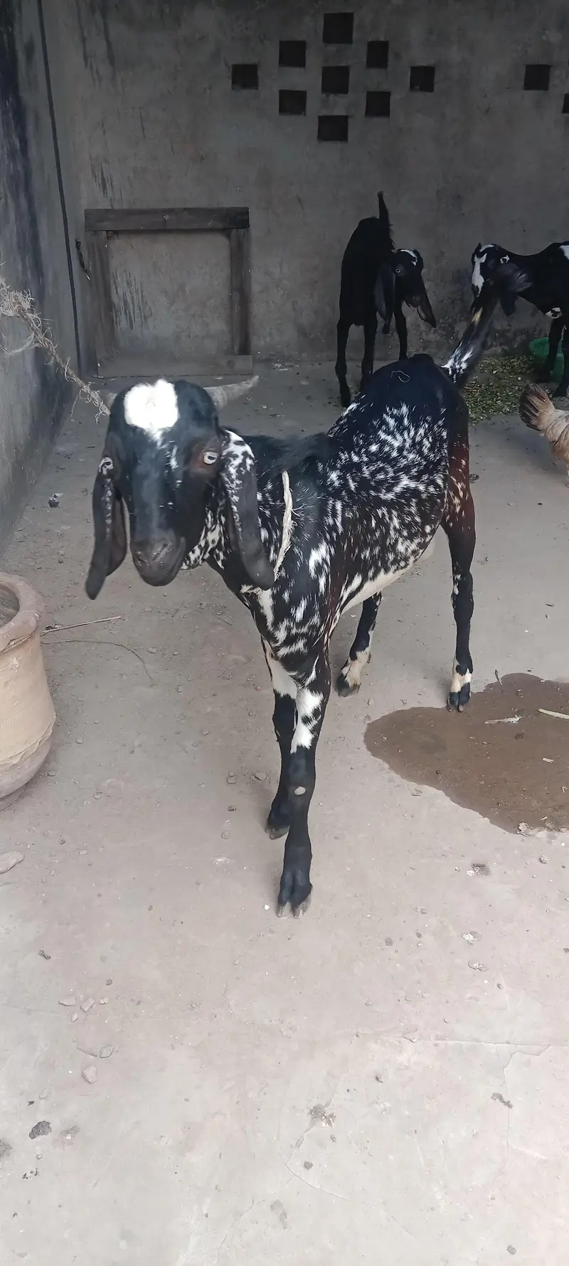 Cheena Bakra — photo 4