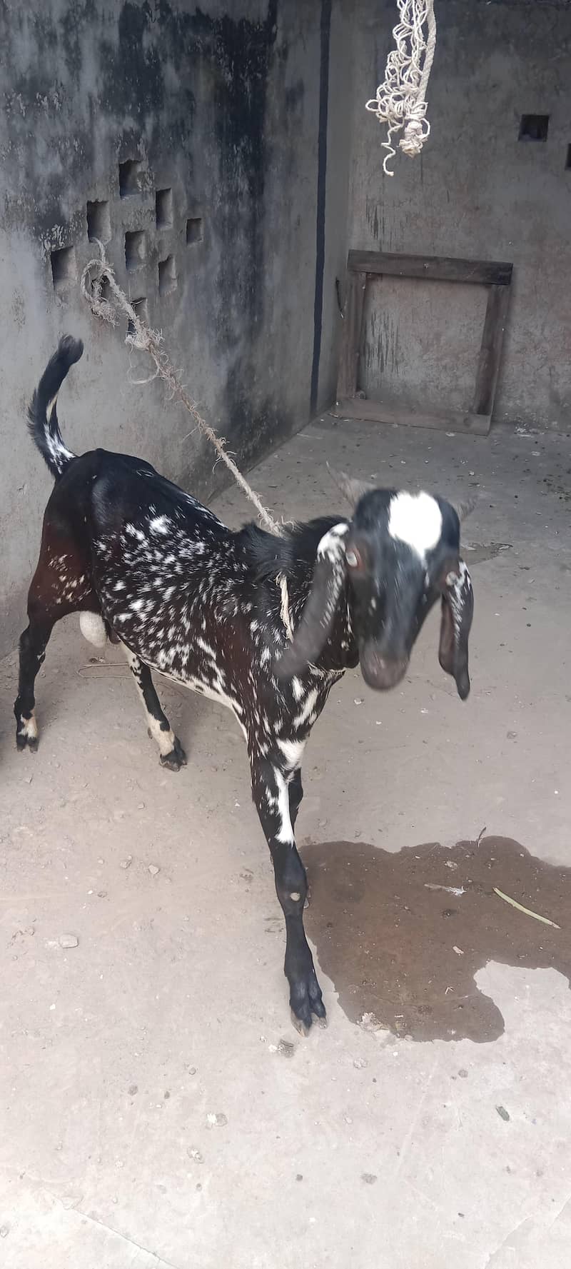 Cheena Bakra 4