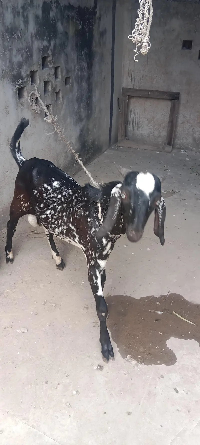 Cheena Bakra — photo 5