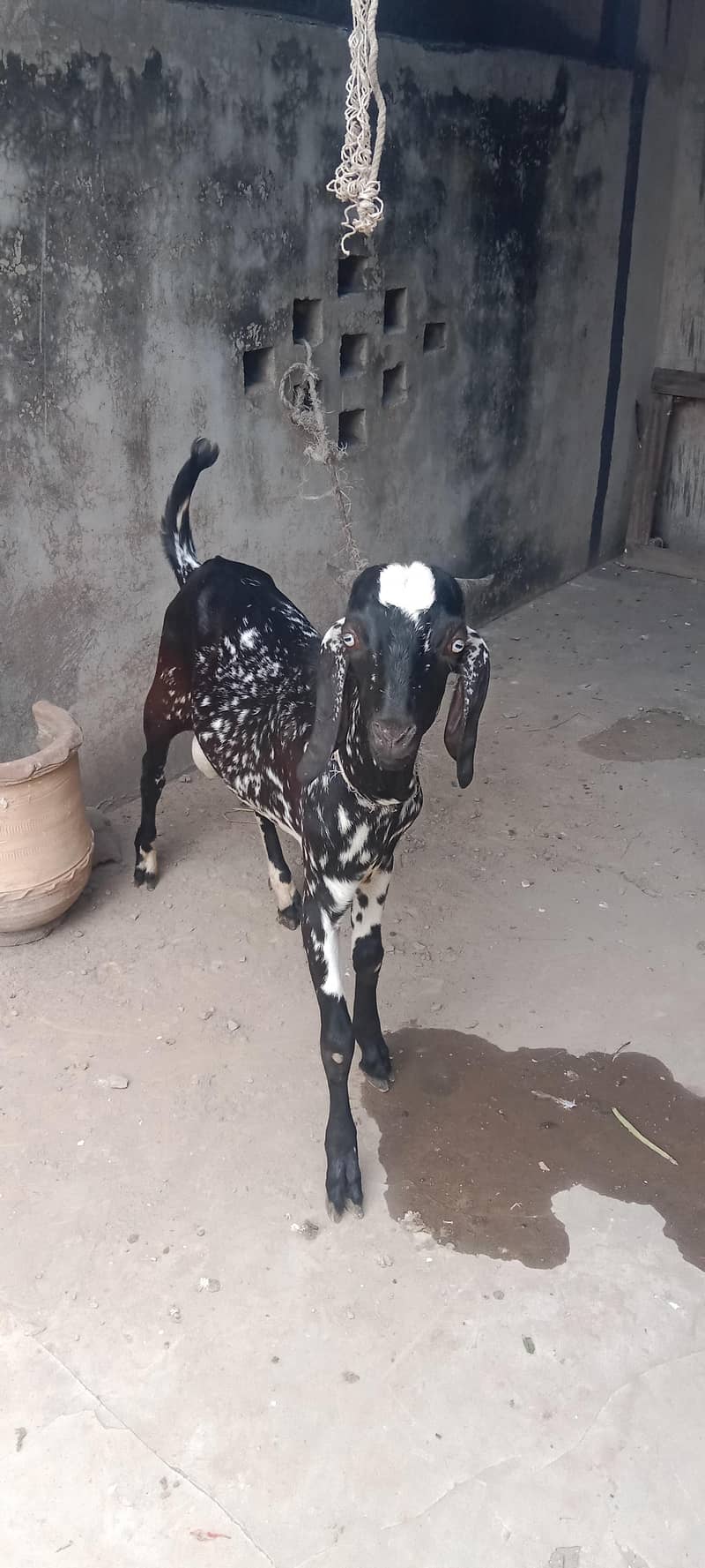 Cheena Bakra 5
