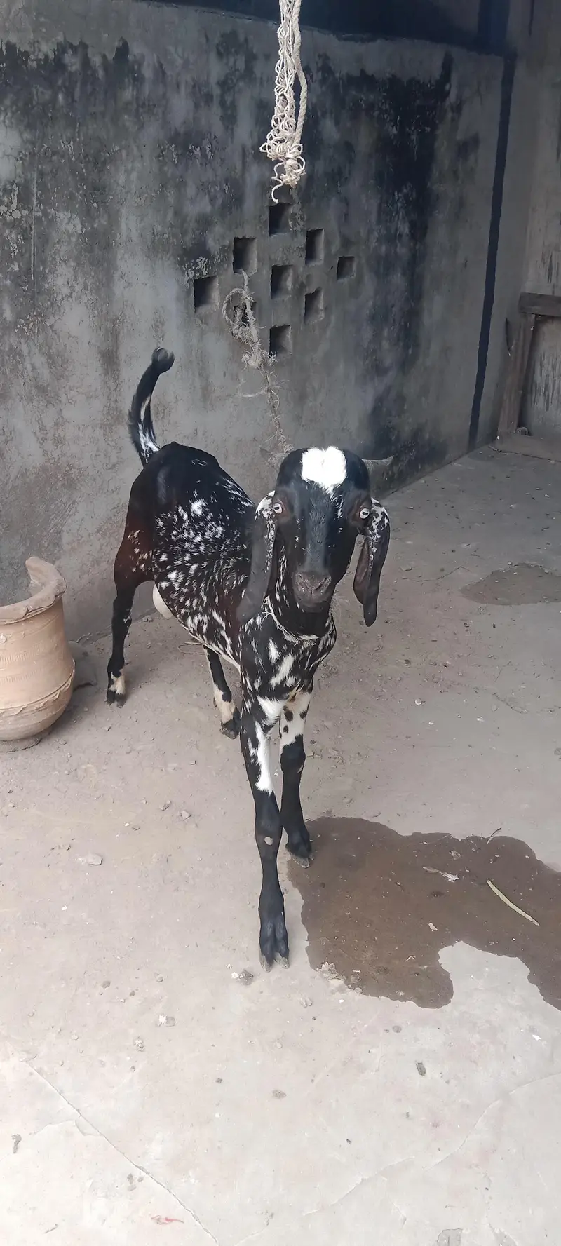 Cheena Bakra — photo 6