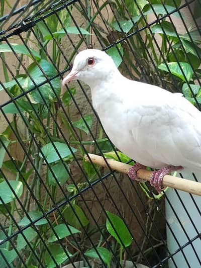 white dove bird