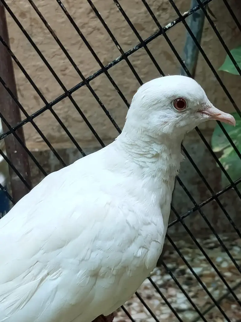 white dove bird — photo 2