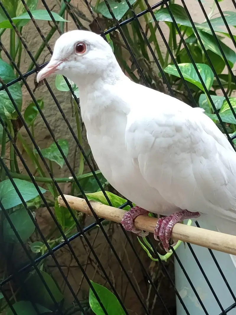white dove bird — photo 3