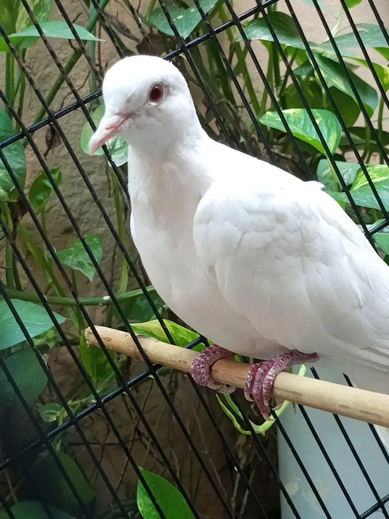 white dove bird — photo 4