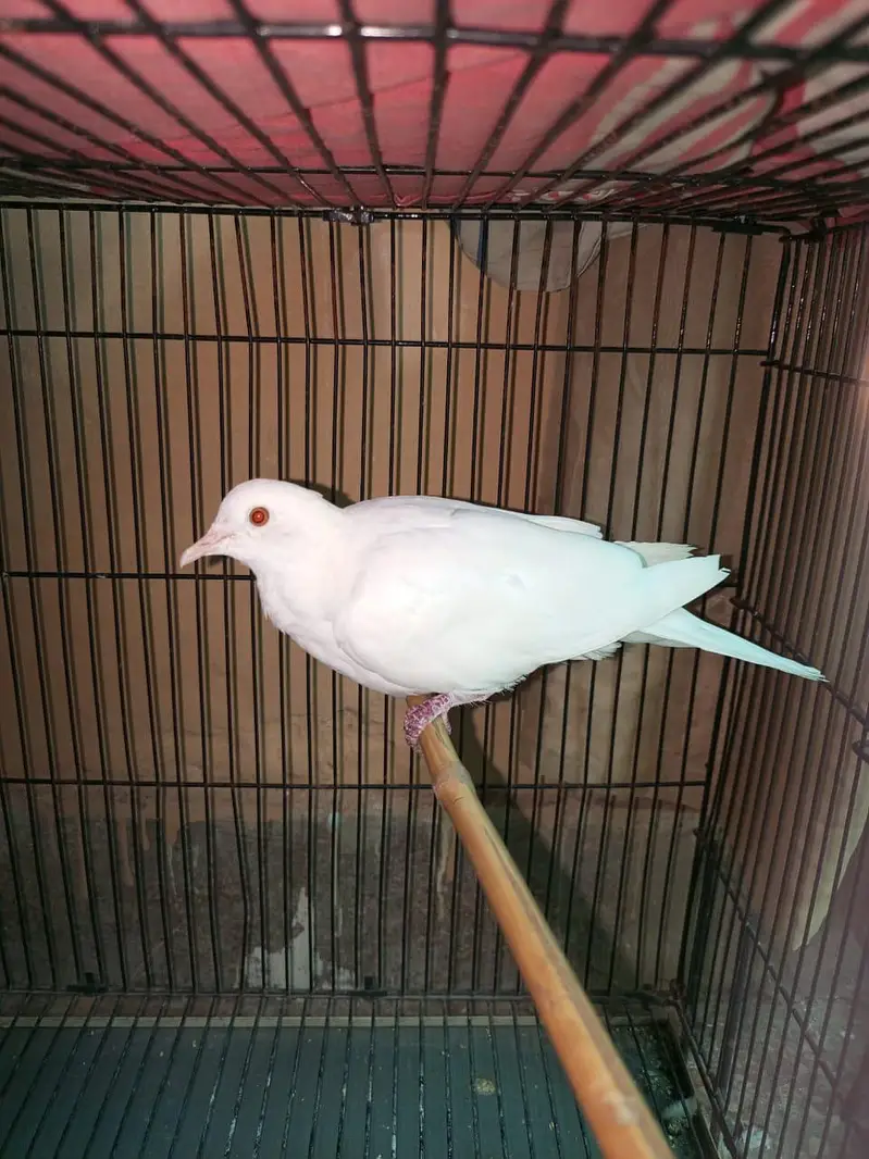 white dove bird — photo 5