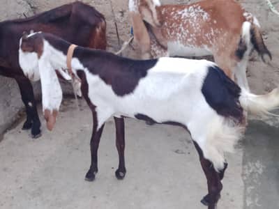 bakriyan for sale