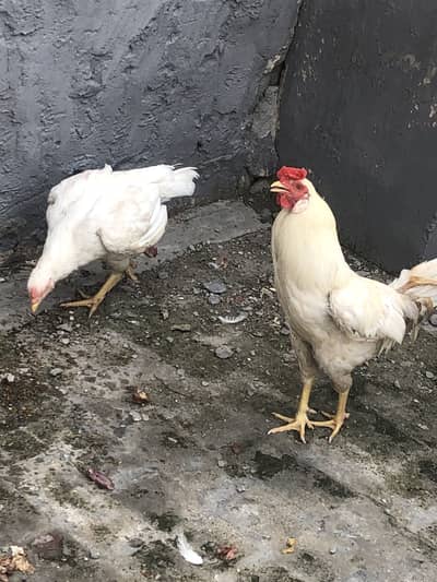 Hera male hen