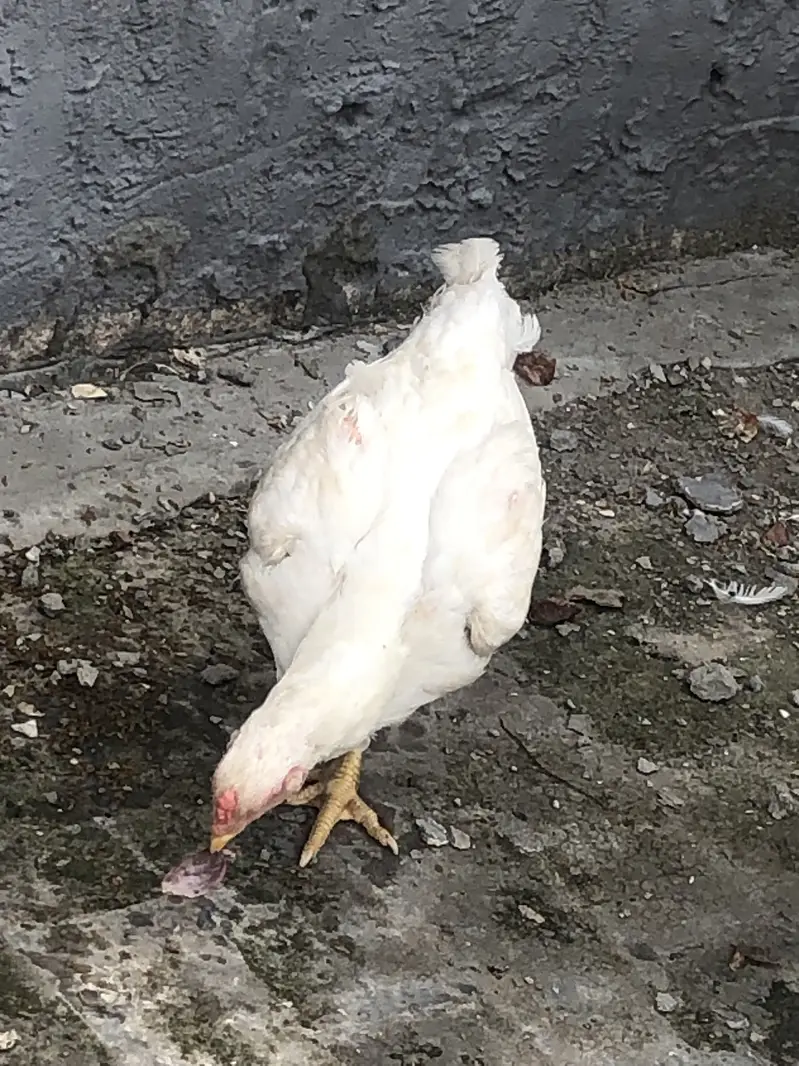 Hera male hen — photo 2