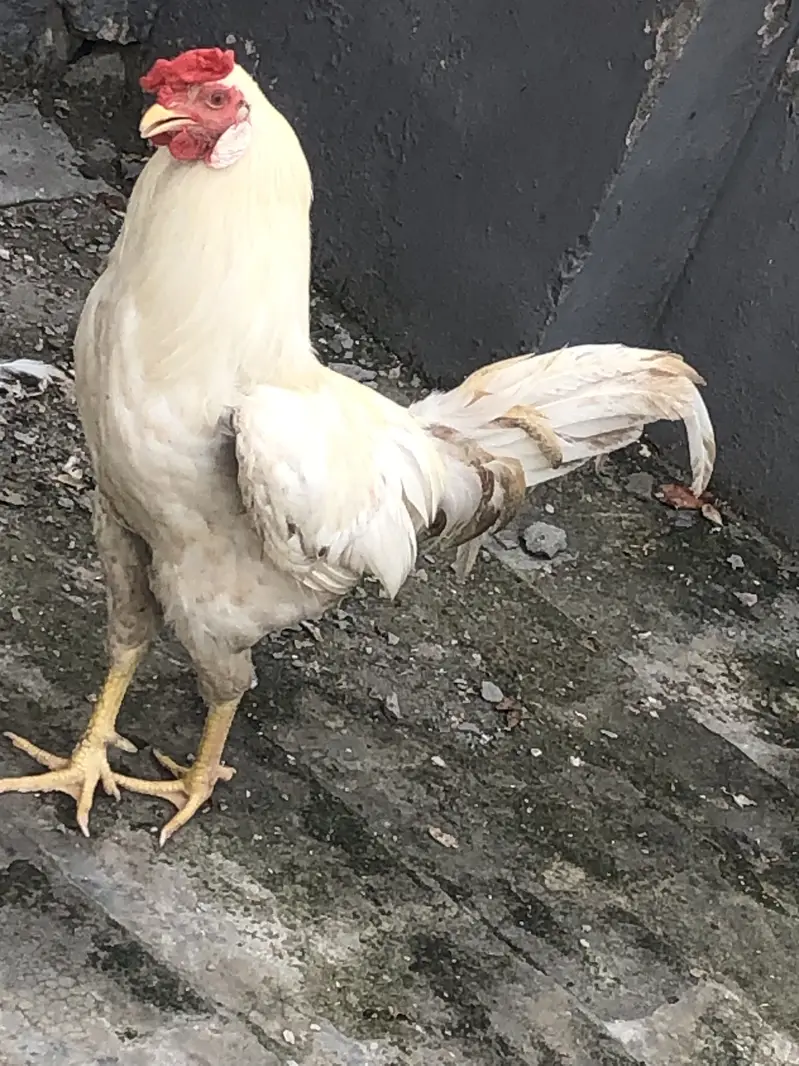 Hera male hen — photo 3