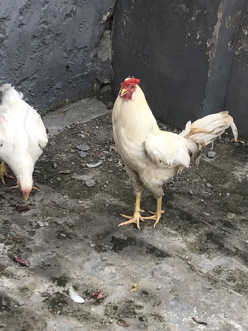 Hera male hen — photo 4