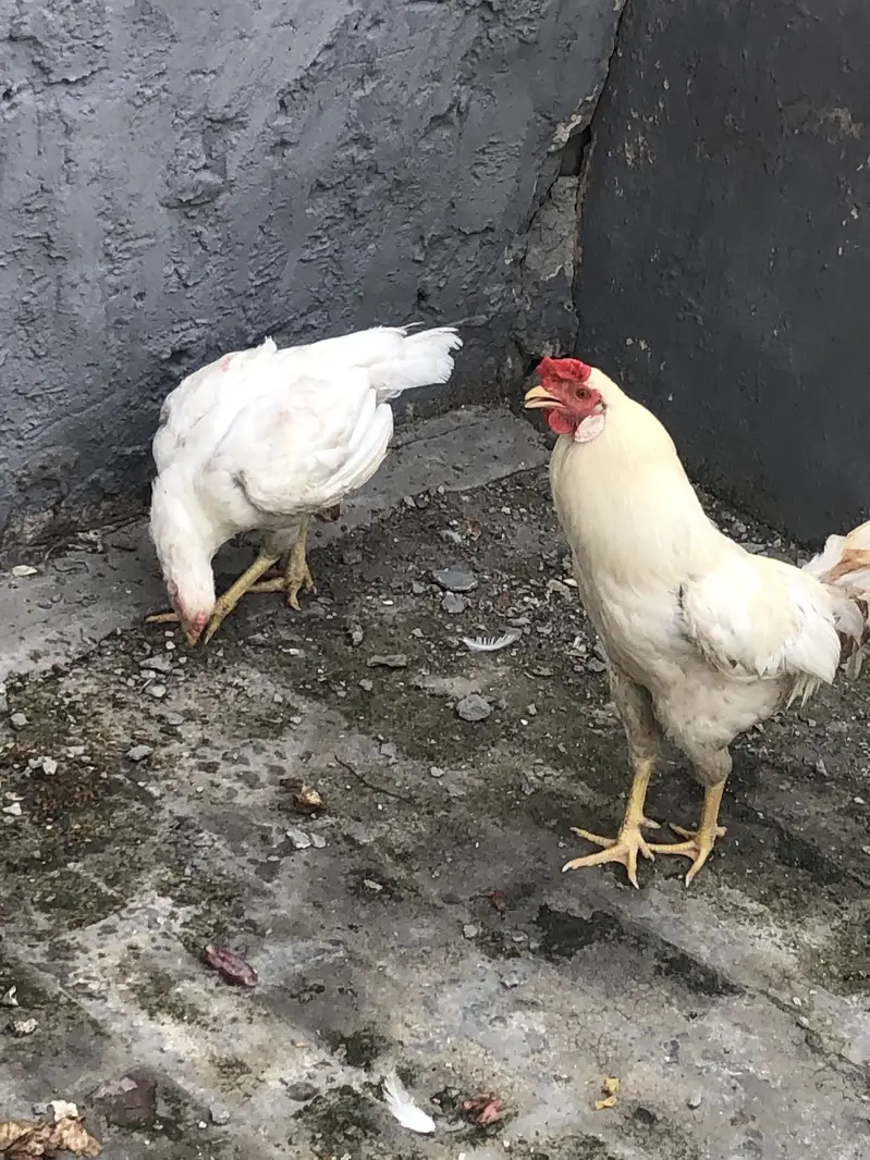 Hera male hen — photo 5