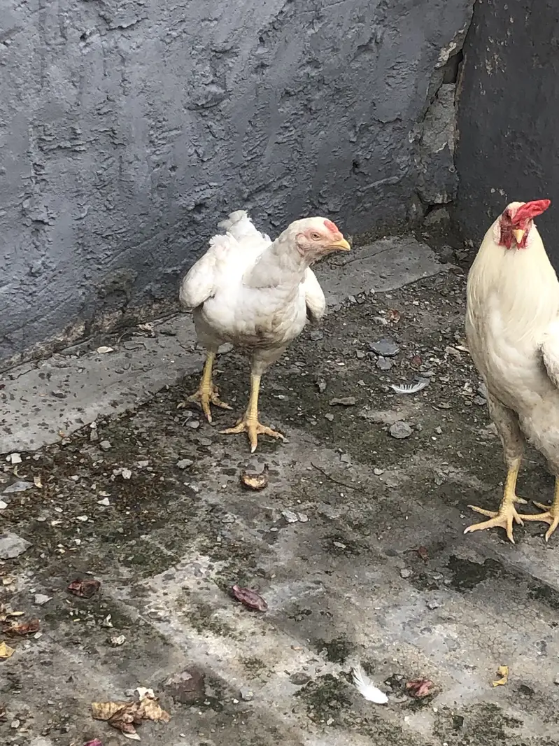 Hera male hen — photo 6
