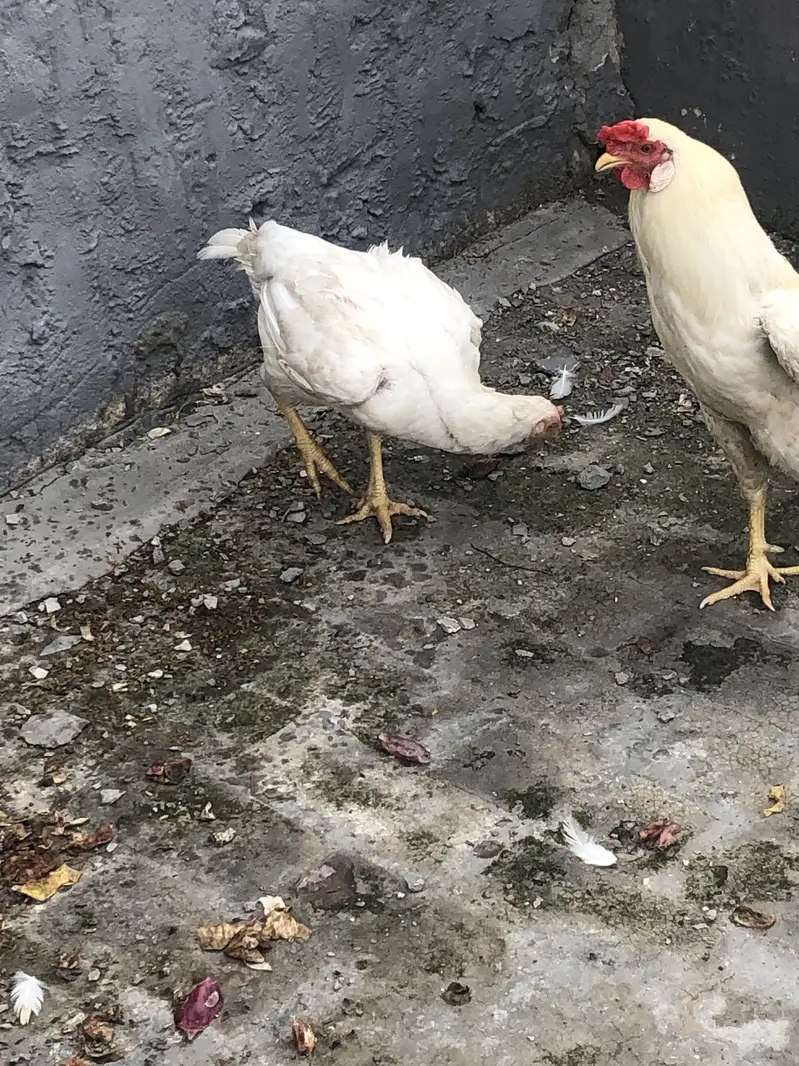 Hera male hen — photo 7