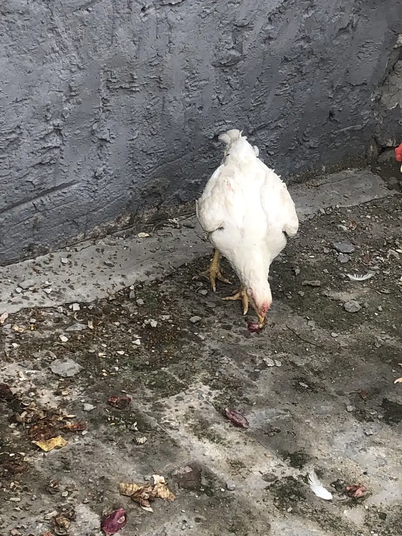 Hera male hen — photo 8