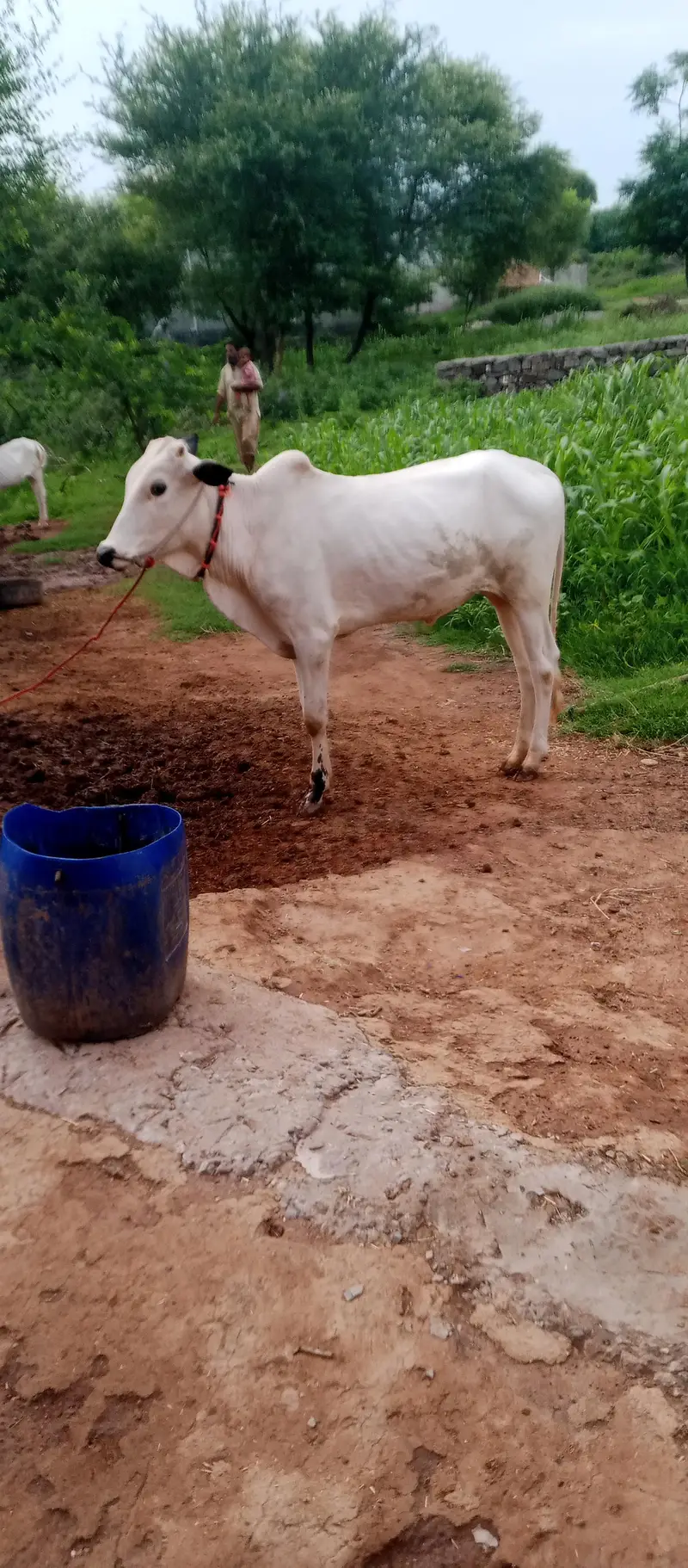 Bull  age 20 month — photo 2
