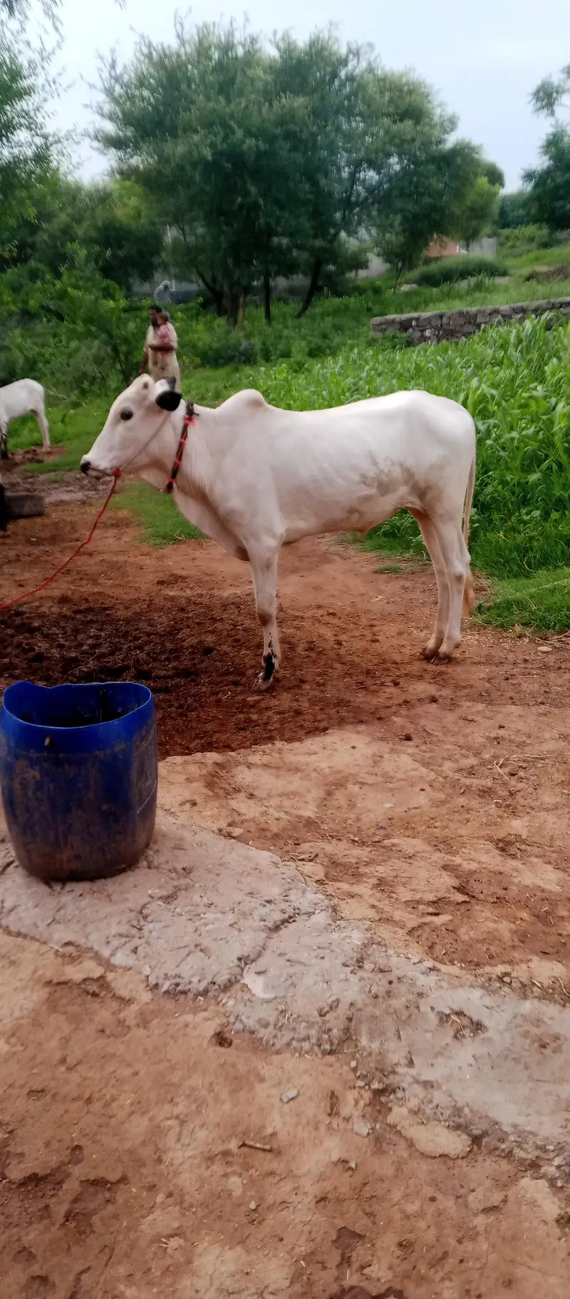 Bull  age 20 month — photo 3