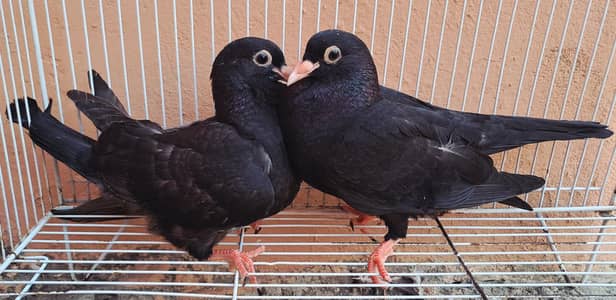 Kaalay Meena Chicks pair.  Price k lye rabta krain.    03116130712