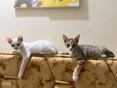 Semi persian cat fully vaccinated and litter train