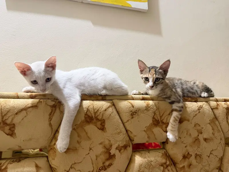 Semi persian cat fully vaccinated and litter train — photo 2