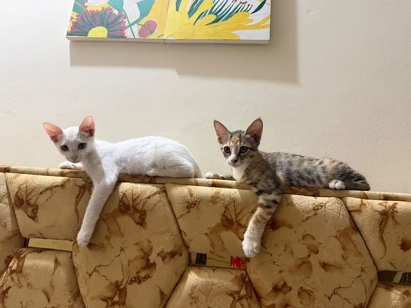 Semi persian cat fully vaccinated and litter train — photo 3