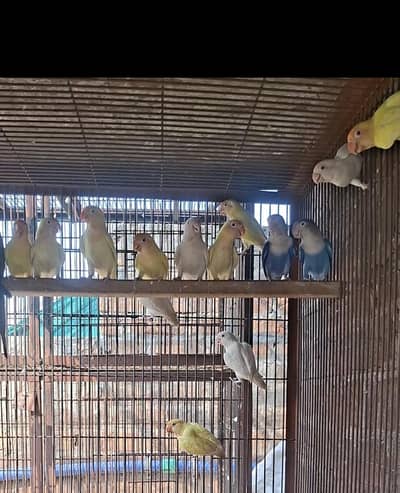 lovebirds Crimino