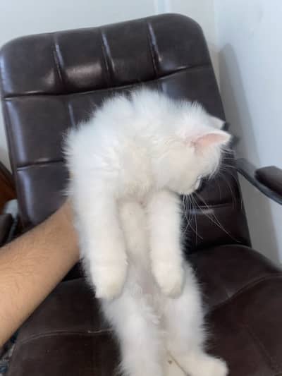 Triple coat pure Persian cat white colour