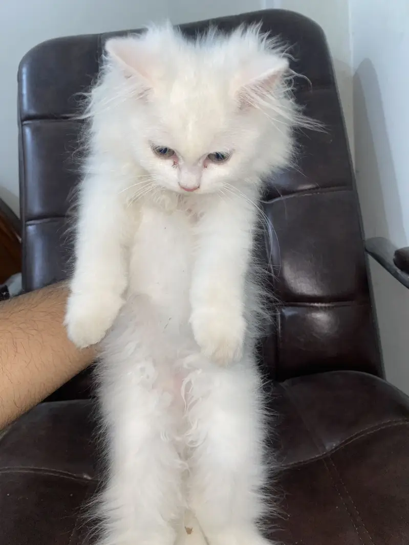 Triple coat pure Persian cat white colour — photo 2