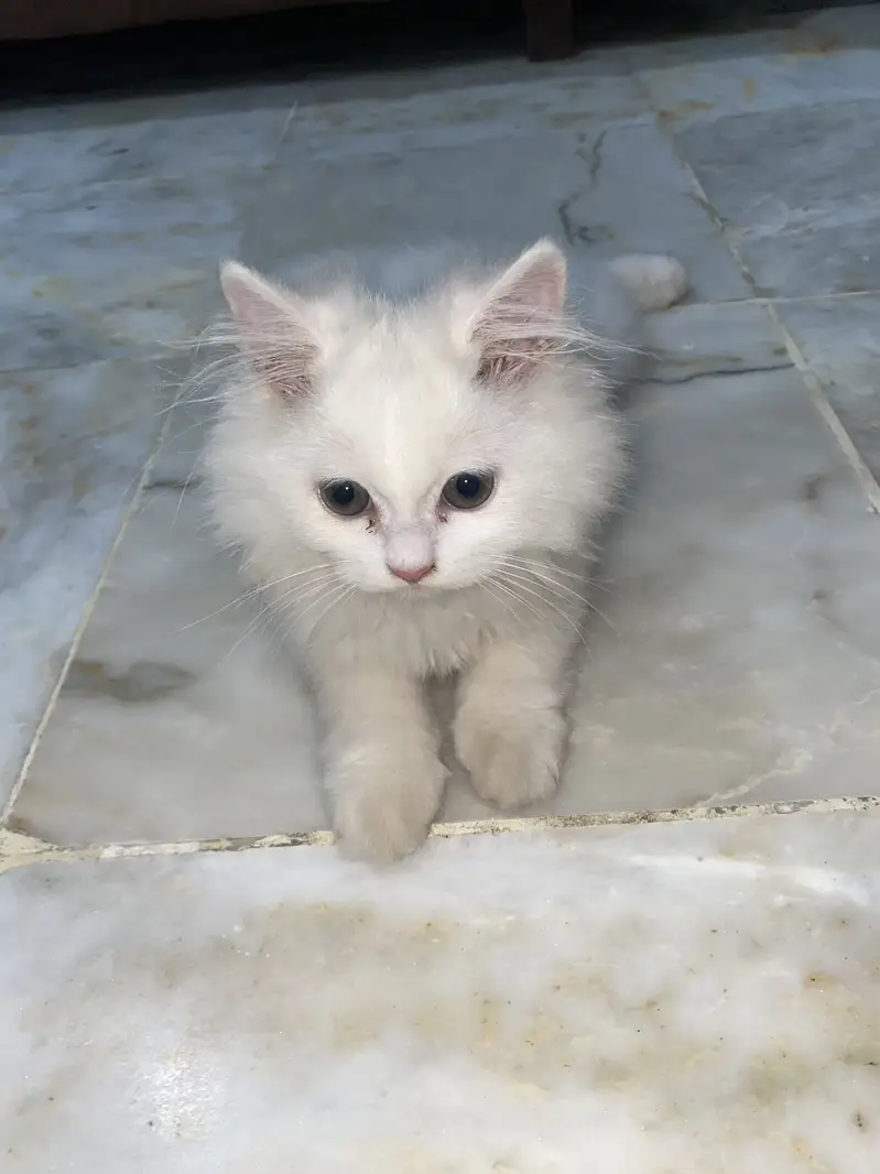 Triple coat pure Persian cat white colour — photo 3