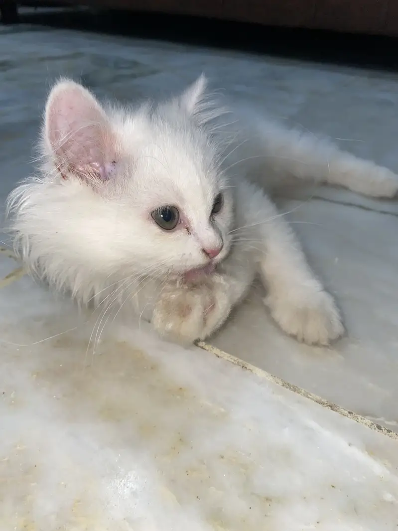 Triple coat pure Persian cat white colour — photo 4