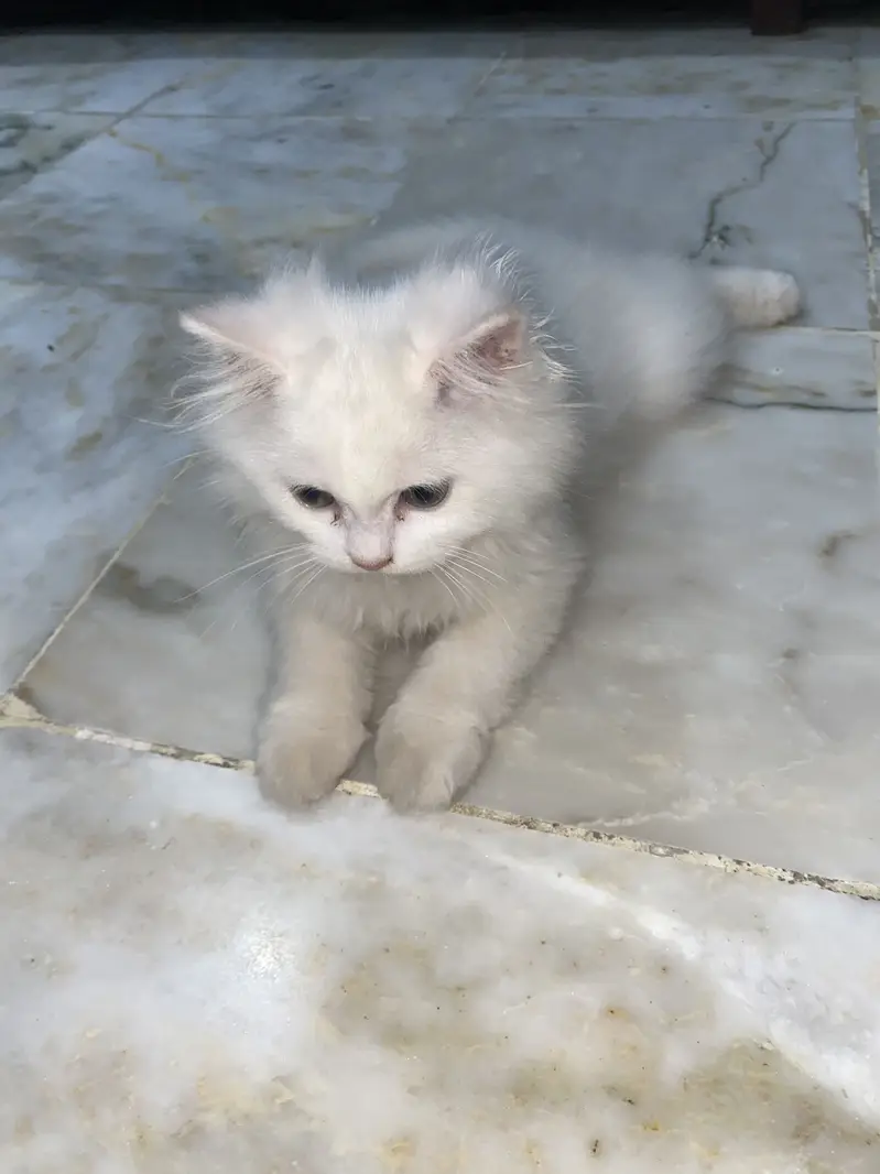 Triple coat pure Persian cat white colour — photo 5