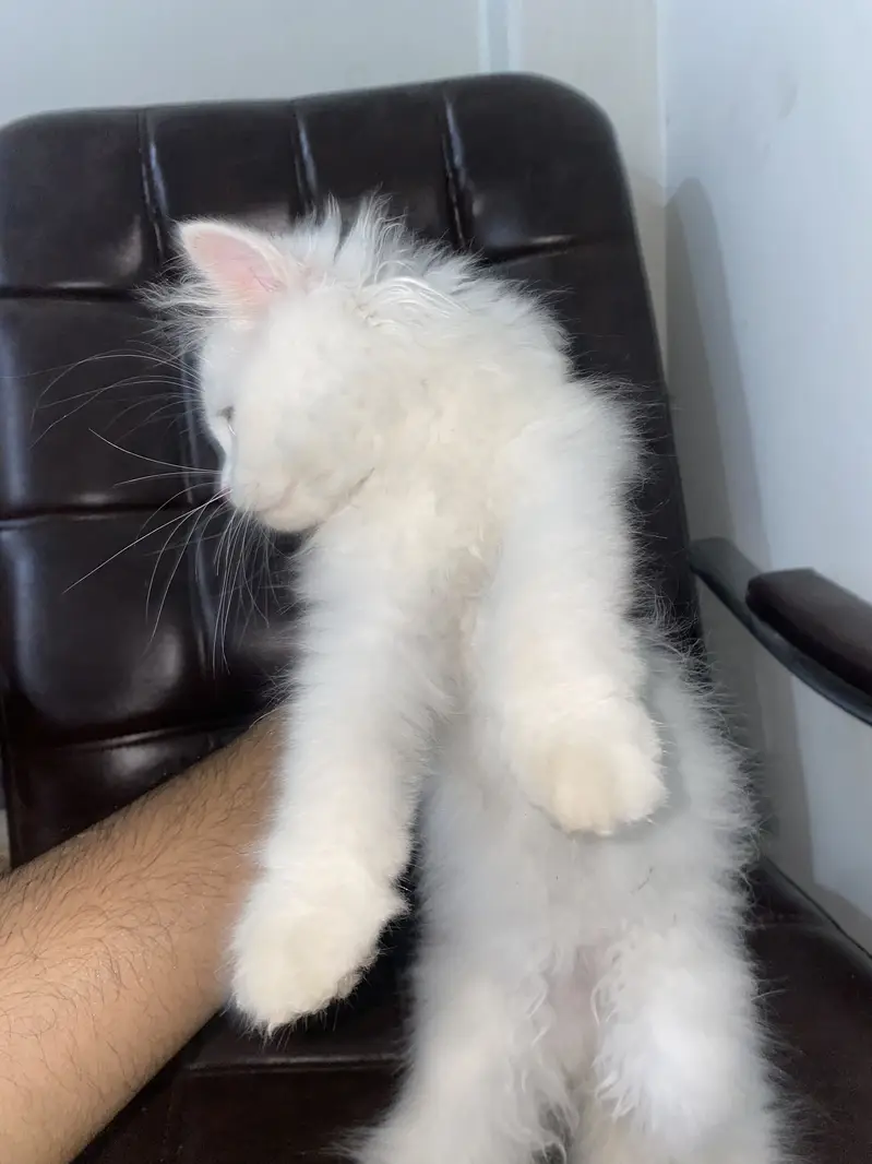 Triple coat pure Persian cat white colour — photo 6
