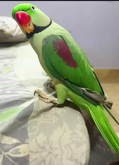 raw paroot pair for sale