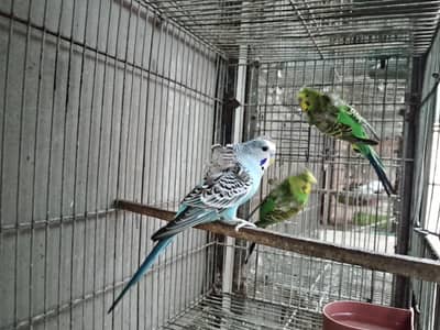 Hogoromo double flower 3 male available