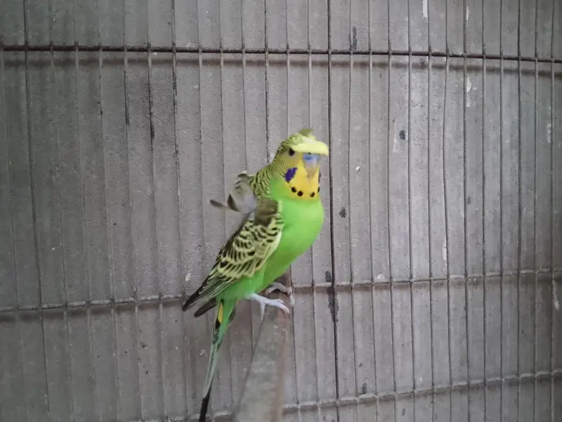 Hogoromo double flower 3 male available — photo 3