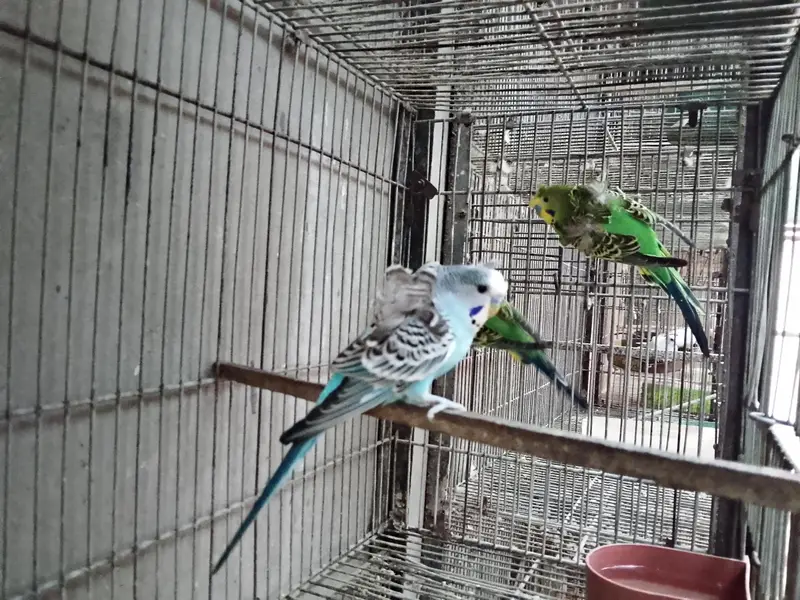 Hogoromo double flower 3 male available — photo 5
