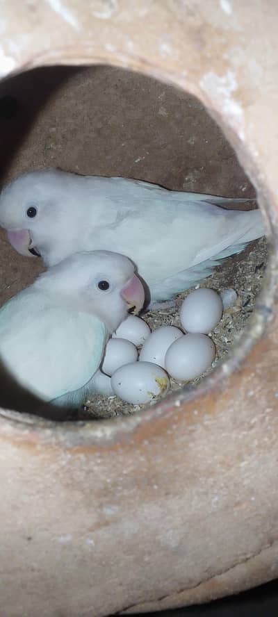 Albino&lutino Personata Pair