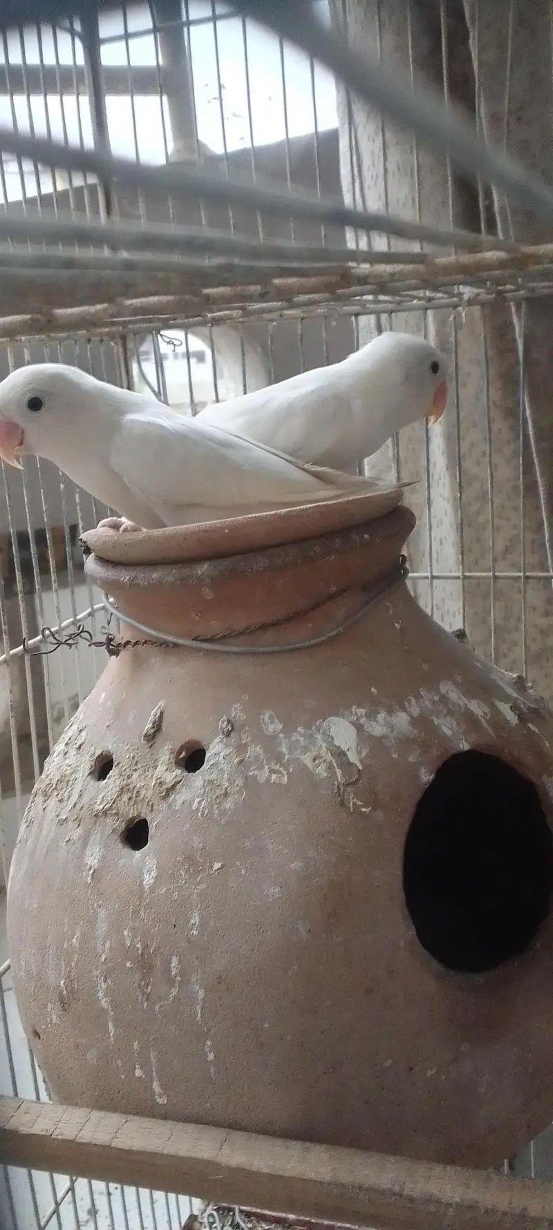 Albino&lutino Personata Pair — photo 2