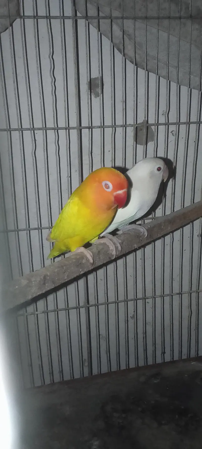 Albino&lutino Personata Pair — photo 3