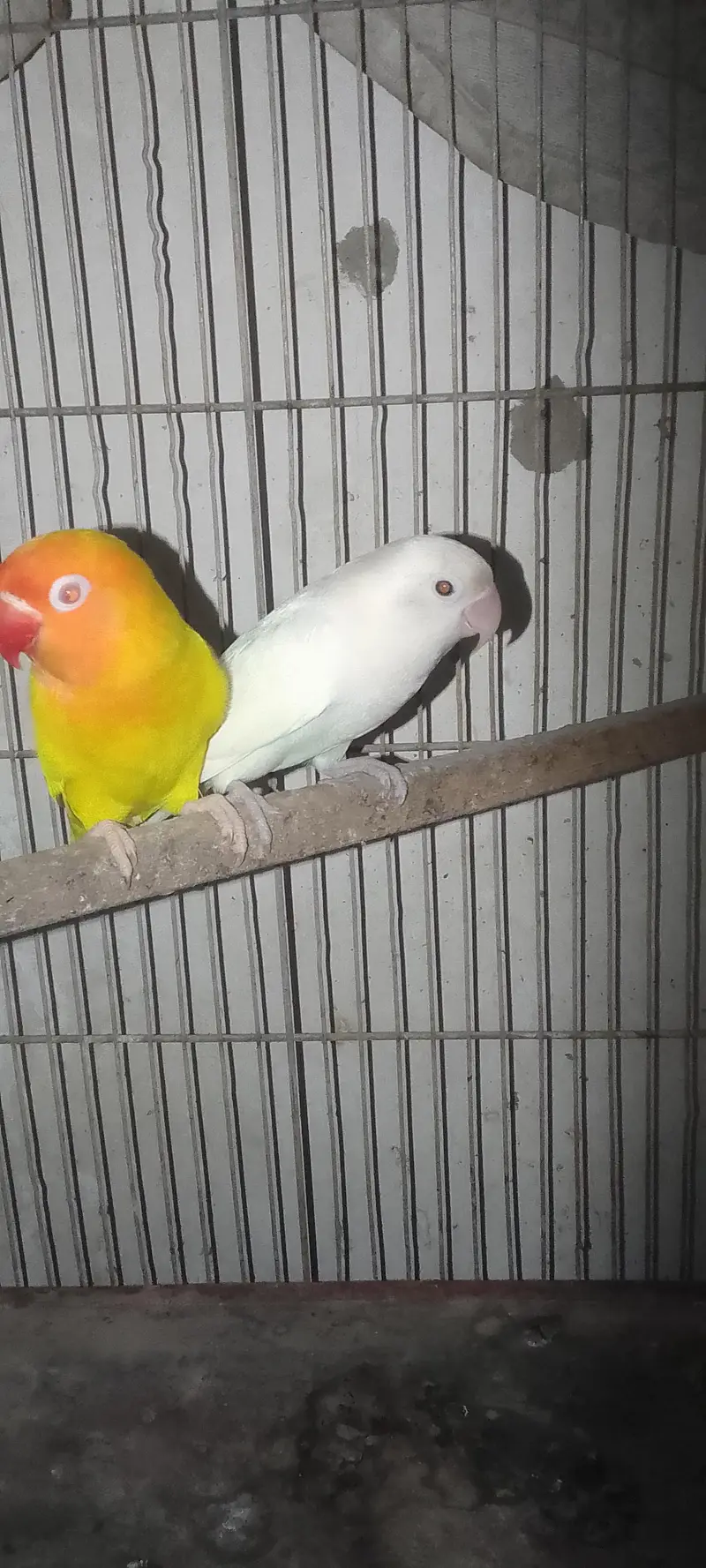 Albino&lutino Personata Pair — photo 4