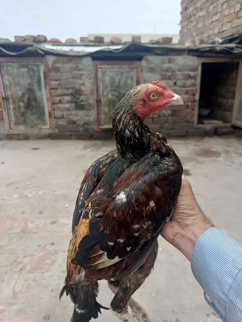 sawa aseel patha — photo 2