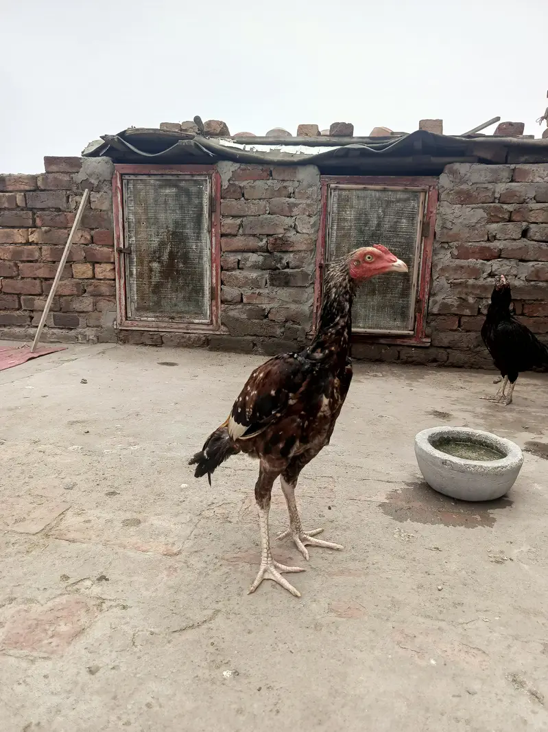 sawa aseel patha — photo 3